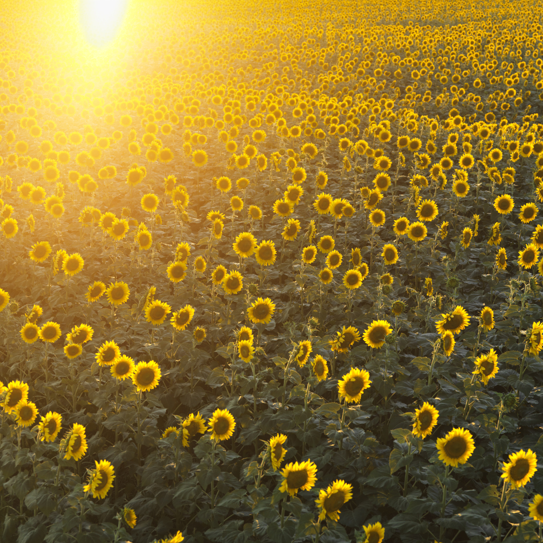 Attracting Prosperity and Luck: Crystals for Good Fortune